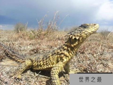 世界上最像龙的蜥蜴——巨型环尾蜥