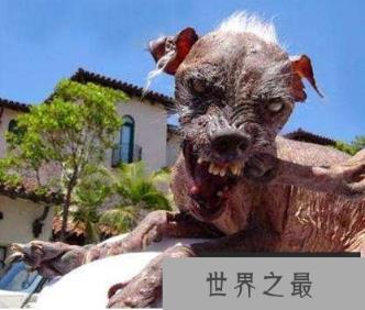 世界上最丑的狗排名，丑鬼山姆排第一名