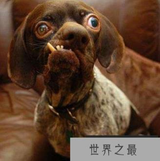 世界上最丑的狗排名，丑鬼山姆排第一名