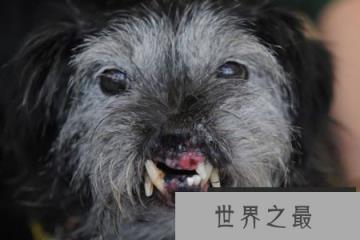 世界上最丑的狗排名，丑鬼山姆排第一名