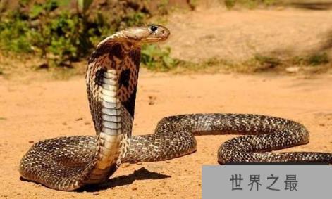 中国十大毒蛇排行榜，银环蛇毒性最强