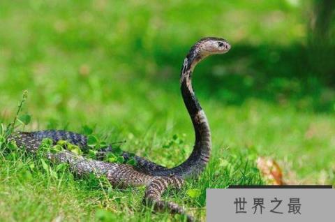 中国十大毒蛇排行榜，银环蛇毒性最强