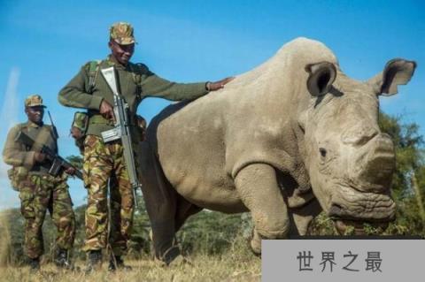 十大即将灭绝的珍稀动物，北部白犀牛仅剩一只