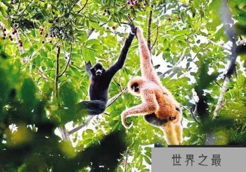 十大即将灭绝的珍稀动物，北部白犀牛仅剩一只