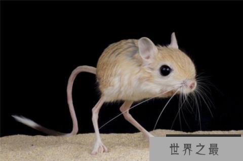 世界上最小的6种哺乳动物，鼩鼱体重仅2-5克
