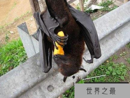 世界上最大的蝙蝠：马来大狐蝠