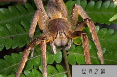 世界5大最恐怖毒蜘蛛，大家见到要躲开！