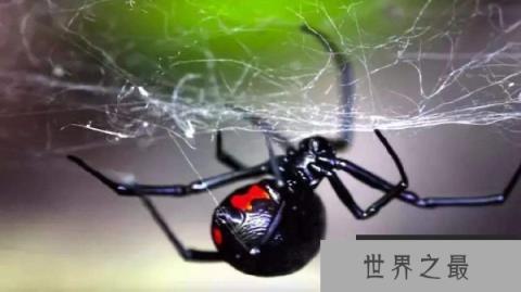 世界5大最恐怖毒蜘蛛 黑寡妇蜘蛛