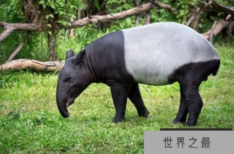 世界上最大的貘类动物，马来貘被称为五不像