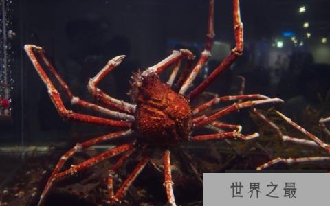 世界上最大的螃蟹有多大？杀人蟹有4米长