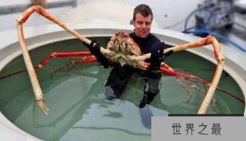 世界上最大的螃蟹