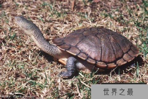世界上脖子最长的乌龟，巨蛇颈龟脖子长达50CM