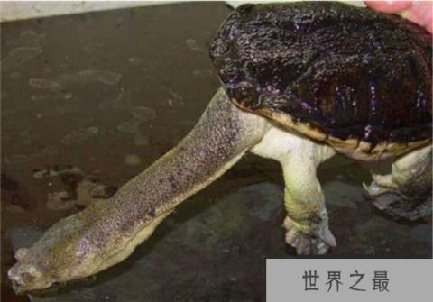 世界上脖子最长的乌龟，巨蛇颈龟脖子长达50CM
