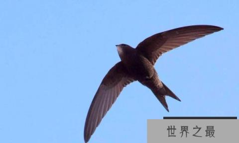 世界上飞得最快的鸟，尖尾雨燕每时352.5千米