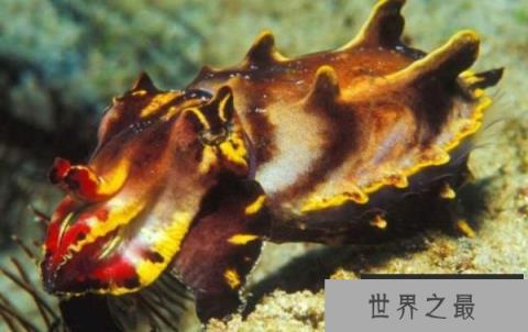 世界上唯一有剧毒的乌贼，火焰乌贼其毒无比