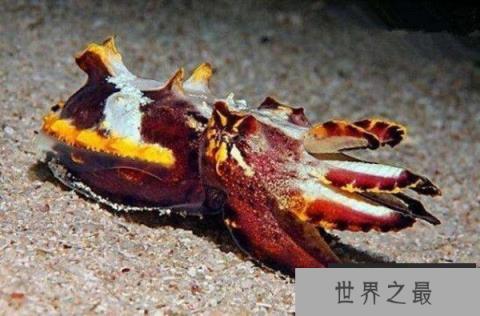 世界上唯一有剧毒的乌贼，火焰乌贼其毒无比