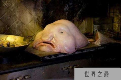 盘点地球上10大怪异动物,水滴鱼像个大布丁