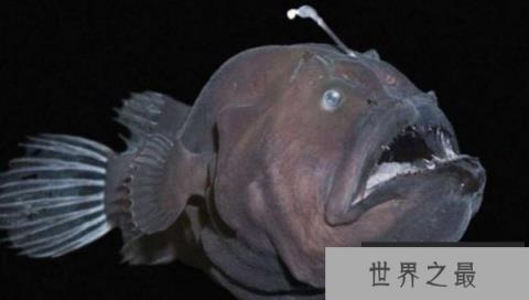 盘点地球上10大怪异动物,水滴鱼像个大布丁