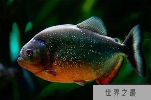 盘点亚马逊森林十大恐怖生物，食人鱼上榜首