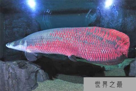 盘点亚马逊森林十大恐怖生物，食人鱼上榜首