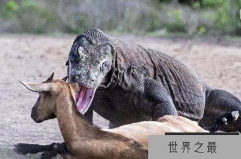 印尼科摩多岛的巨龙之谜，科摩多龙是蜥蜴