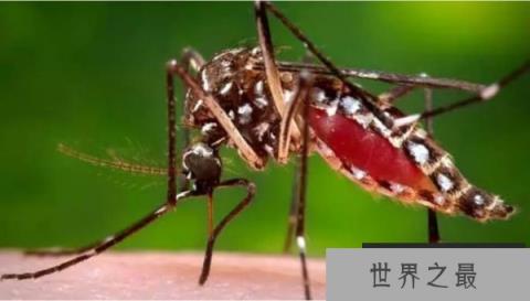 世界上最毒的蚊子，被咬一口能让人致命！