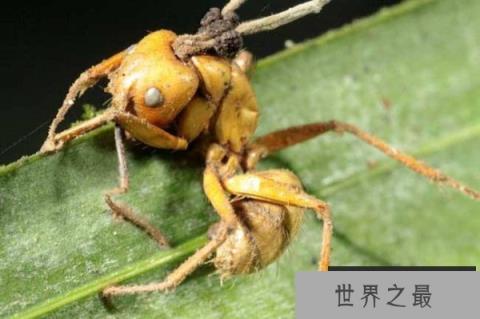 世界上最古老的蚂蚁，4800万年前被真菌感染致死