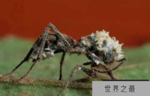 世界上最古老的僵尸蚂蚁