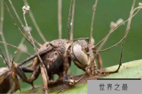 世界上最古老的僵尸蚂蚁