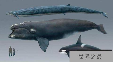 世界上最凶猛的鲸鱼——梅尔维尔鲸 世界上最凶猛的鲸鱼——梅尔维尔鲸