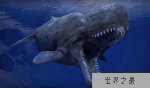 世界上最凶猛的鲸鱼——梅尔维尔鲸 世界上最凶猛的鲸鱼——梅尔维尔鲸