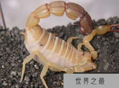 以色列金蝎 以色列金蝎