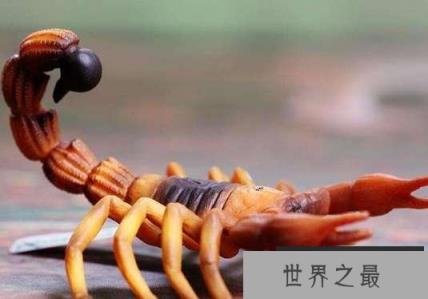 黄肥尾蝎 黄肥尾蝎