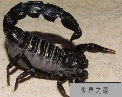 土耳其黑肥尾蝎 土耳其黑肥尾蝎