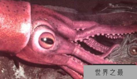 世界第一大软体无脊椎动物：巨枪乌贼