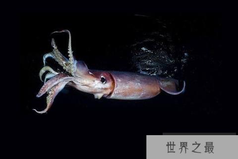 世界第一大软体无脊椎动物：巨枪乌贼