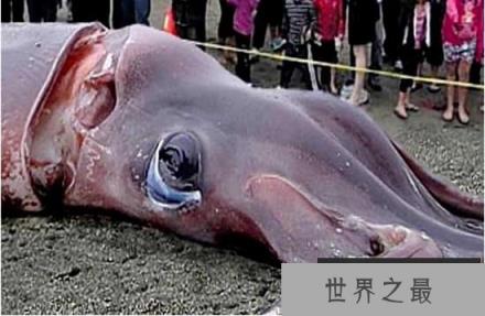 世界第一大软体无脊椎动物：巨枪乌贼