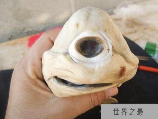 独眼鲨鱼