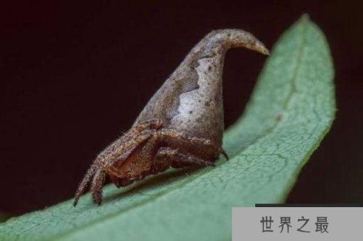 格兰芬多毛园蛛