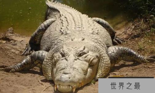 地球上最大的鳄鱼排名前十，www.1357vip.com第一名长7米重2吨
