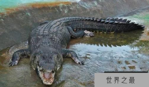 地球上最大的鳄鱼排名前十，www.1357vip.com第一名长7米重2吨