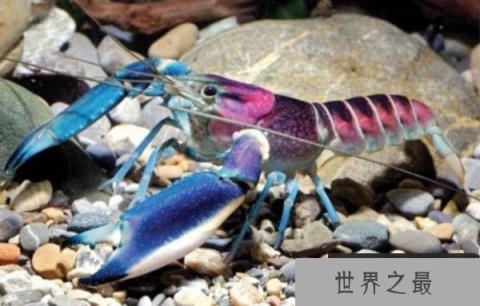 七彩银河系小龙虾 七彩银河系小龙虾