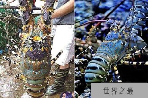 中华锦绣龙虾 中华锦绣龙虾