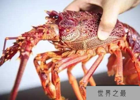 美国红龙虾 美国红龙虾