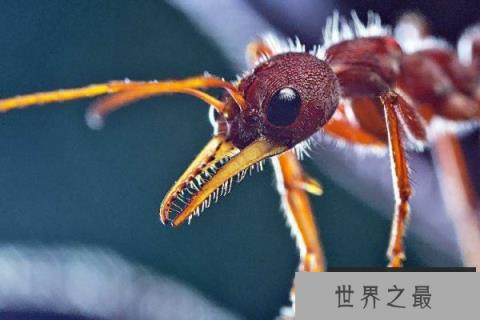 世界上最大的蚂蚁