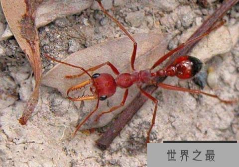 世界上最大的蚂蚁