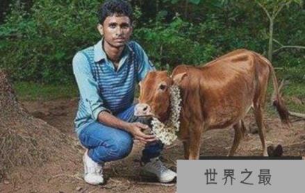 曼尼齐耶曼母牛 曼尼齐耶曼母牛