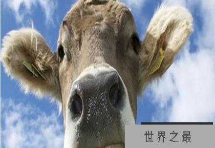 swaiiow牛 swaiiow牛