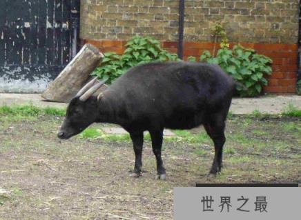 低地倭水牛 低地倭水牛