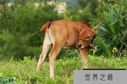 天台小狗牛 天台小狗牛